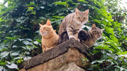 Katzen in Deutschland