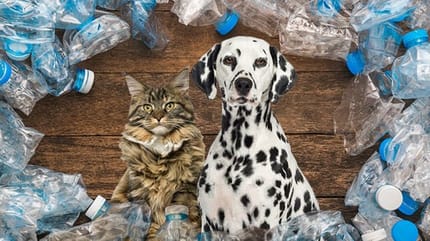 Un gato y un perro que cuidan el medio ambiente