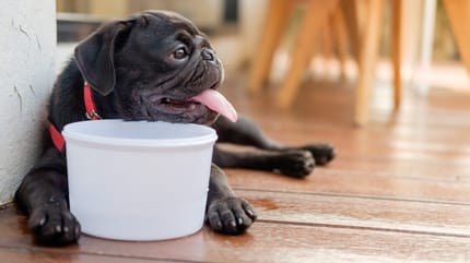 Welpe mit Futternapf