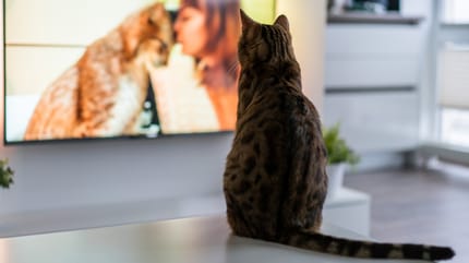 Katze mit Fernseher