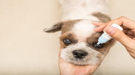 conjuntivitis perros tratamiento