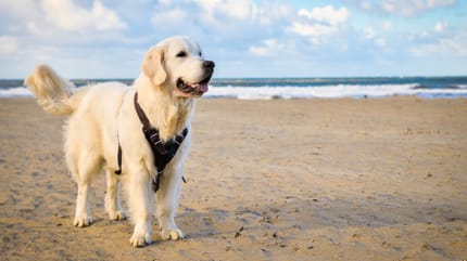 Hund am Strand in Scheveningen in Holland
