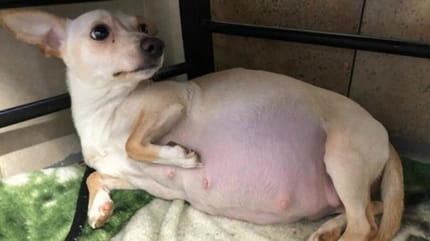 chihuahua da a luz 10 cachorros