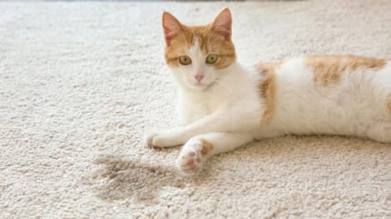 Katze pinkelt in Wohnung