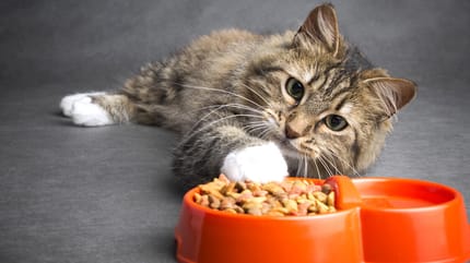 Wie oft Katze füttern