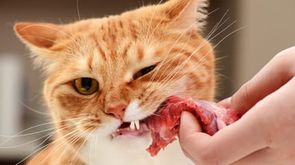 surowe mięso dla kota