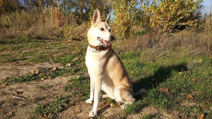 como enseñar a un perro a sentarse