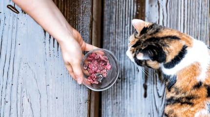 Katze bekommt rohes Fleisch