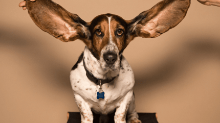 Basset hund dog with big ears