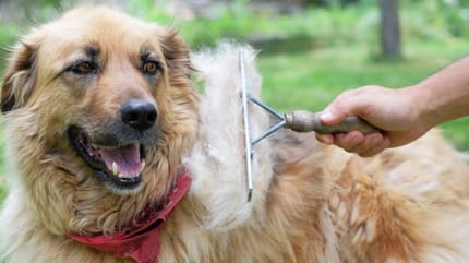 Hund im Fellwechsel