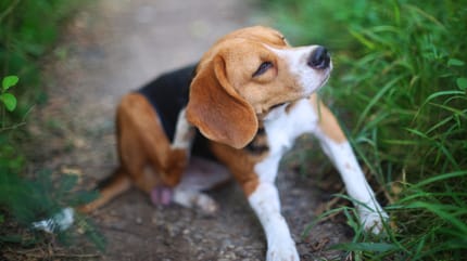 Hund Flöhe