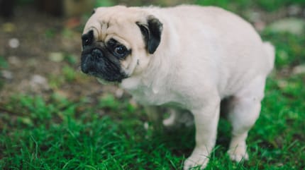 cane che fa la cacca