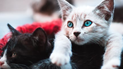Two kittens lied on top of each other