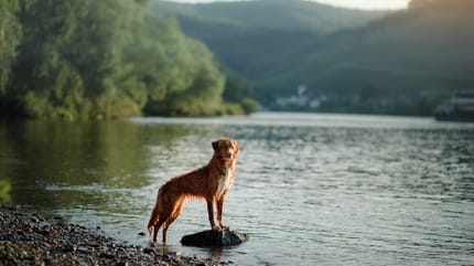 Urlaub in Bayern  mit Hund