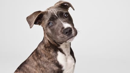 Staffordshire Bull Terrier vigilante