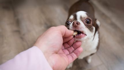 Hausmittel bei Erbrechen von Hunden