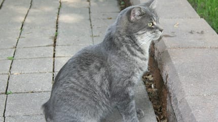 gatto senza coda dell isola di man