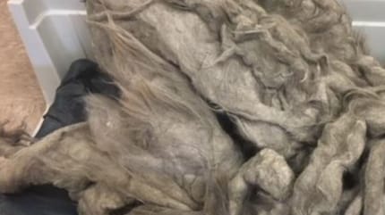 Cat has very matted coat