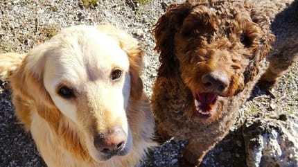 perros socializando como conseguirlo