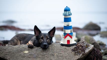 Hund am Strand von Fehmarn mit Leuchtturm