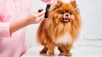 Cepillo Furminator para perros y gatos