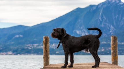 Hund am Gardasee