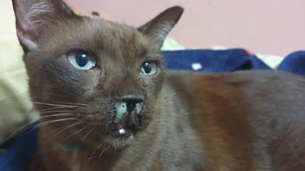 Verschnupfte Katze