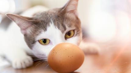 kot i jajko
