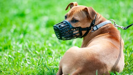 Hund mit Maulkorb