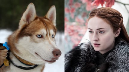 nombres de perro juego de tronos