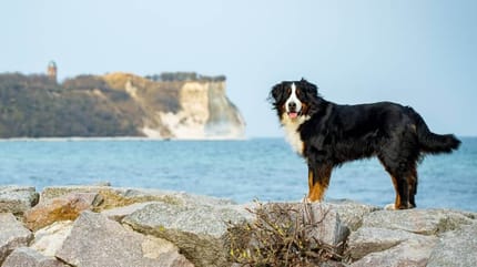 Hund auf Rügen