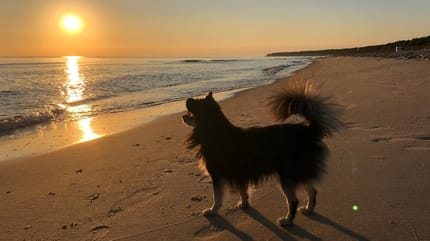 Hund am Strand von usedom