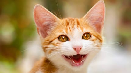 Kätzchen zeigt die Milchzähne