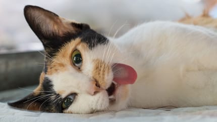 Pures Gift für Katzen