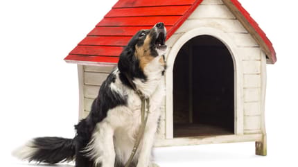 como hacer que mi perro no ladre cuando me voy