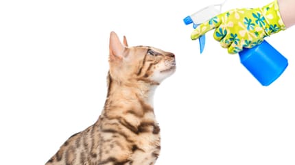 castigar a tu gato con un vaporizador de agua
