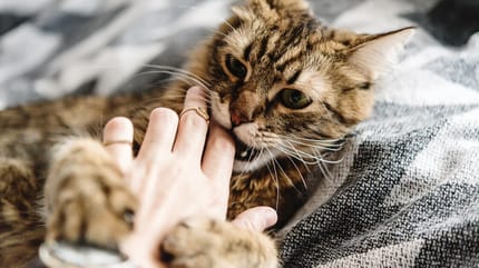 Katze beißt in Hand