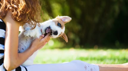 Hund beißt
