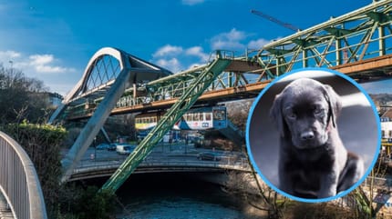 Hundesteuer in Wuppertal
