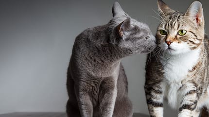 Gatos macho en celo: todo lo que debes saber