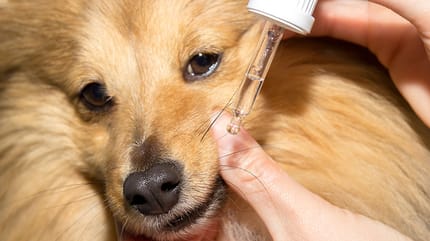 Vitaminas para perros: ¿realmente funcionan?