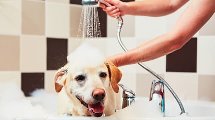 Golden Labrador getting a wash
