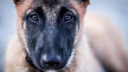 Como quitarle el miedo a un perro maltratado