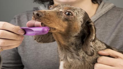 Como acabar con el mal aliento en perros