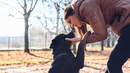 como educar a un perro adoptado
