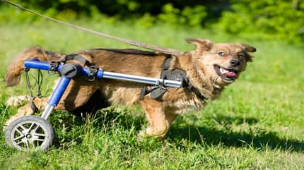 Silla de ruedas para perros
