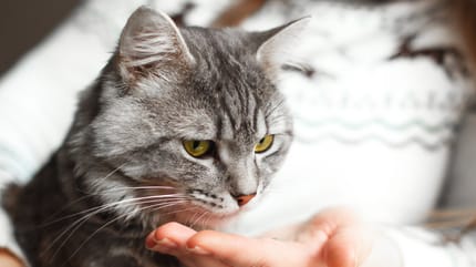 Frau gibt Katze Medikament aus der Hand