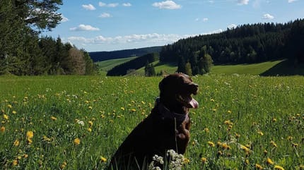 Urlaub mit Hund im Schwarzwald