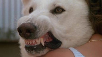 Infos zum Film „Der weiße Hund von Beverly Hills"