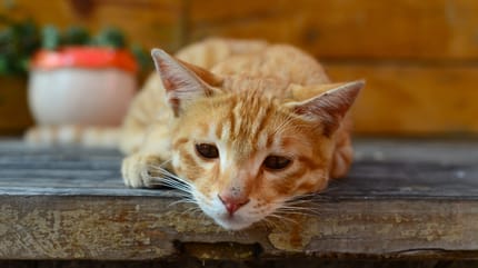 Katze hat Verstopfung